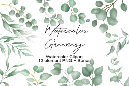 Clipart de Eucalipto em Aquarela